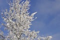 Tree branches covered with snow in sunlight and blue sky in background Royalty Free Stock Photo