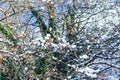 Tree Branches Covered with Snow on a Sunny Day with Bright Blue Sky. Natural Abstract Winter Background. Seasonal Weather Concept Royalty Free Stock Photo