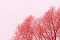 Tree branches covered with snow in winter against the sky. Abstract natural background red color toned Royalty Free Stock Photo