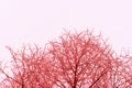 Tree branches covered with snow in winter against the sky. Abstract natural background red color toned Royalty Free Stock Photo