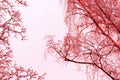 Tree branches covered with snow in winter against the sky. Abstract natural background red color toned Royalty Free Stock Photo