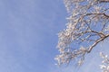 Tree branches covered with snow in winter season against blue sky Royalty Free Stock Photo