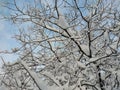 tree branches covered with snow