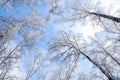 Tree branches covered with white fluffy snow close up detail top view, winter in forest, bright blue sky background, seasonal Royalty Free Stock Photo