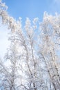 Tree branches covered with white fluffy snow close up detail top view, winter in forest, bright blue sky background, seasonal Royalty Free Stock Photo