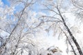 Tree branches covered with white fluffy snow close up detail top view, winter in forest, bright blue sky background, seasonal Royalty Free Stock Photo