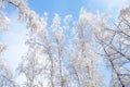 Tree branches covered with white fluffy snow close up detail top view, winter in forest, bright blue sky background, seasonal Royalty Free Stock Photo