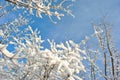 Tree branches covered with white fluffy snow close up detail top view, winter in forest, bright blue sky Royalty Free Stock Photo