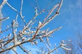 Tree branches covered with white fluffy snow close up detail, winter in forest, bright blue sky