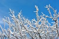 Tree branches covered with white fluffy snow close up detail, winter in forest, blue sky background Royalty Free Stock Photo