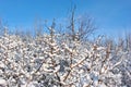 Tree branches covered with white fluffy snow close up detail, winter in forest, bright blue sky Royalty Free Stock Photo