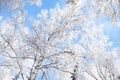 Tree branches covered with white fluffy snow, winter in forest, bright blue sky background, beautiful nature, seasonal landscape, Royalty Free Stock Photo