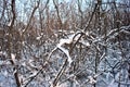 Tree branches covered with white fluffy snow, winter in forest, blue sky background Royalty Free Stock Photo