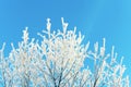 Tree branches covered with white frost against clean blue sky on sunny winter day Royalty Free Stock Photo