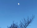 Tree branches with crescent moon Royalty Free Stock Photo