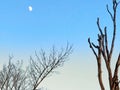 Tree branches with crescent moon Royalty Free Stock Photo