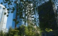 Tree branches curtain skyline in the middle of summer day near Coal Harbour and Hasting Royalty Free Stock Photo