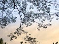 Tree branches dangled, against the backdrop of the exotic twilight sky Royalty Free Stock Photo