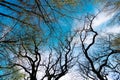 Tree branches in deciduous forest against sky upward view, treetops