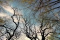 Tree branches in deciduous forest against sky upward view, treetops Royalty Free Stock Photo