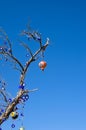 Tree branches decorated by many Blue evil eye Nazar Boncugu and small hot air balloon. It is one of the symbols of Cappadocia