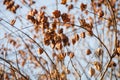 Tree branches and dry leaves on a background of the clear blue s Royalty Free Stock Photo