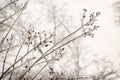 Tree branches encased in ice Royalty Free Stock Photo