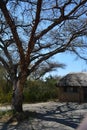 Tree branches exit at Walter Sisulu Botanical Gardens Royalty Free Stock Photo