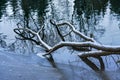 Tree branches fallen into winter river or lake, some ice at shore, wood covered by snow Royalty Free Stock Photo