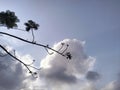 Image of tree branches and cloudy sky Royalty Free Stock Photo