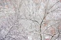 Tree branches filled with snow during a snowstorm Royalty Free Stock Photo