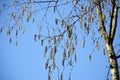 Tree branches with flowers of Alnus Serrulata. Royalty Free Stock Photo