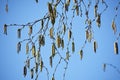 Tree branches with flowers of Alnus Serrulata. Royalty Free Stock Photo