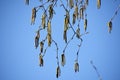 Tree branches with flowers of Alnus Serrulata. Royalty Free Stock Photo