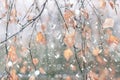 Tree branches with flying autumn leaves under the first falling snow