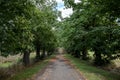 Tree branches and foliage obstruct on the small road.