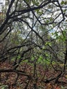 Tree Branches Form a Star