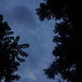 Tree branches frame a deepening evening sky Royalty Free Stock Photo