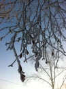 Branches of trees in frost on the background of sky