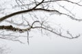 Tree branches in frost, close-up. Misty winter forest Royalty Free Stock Photo