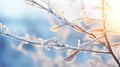 Tree branches with frost, illuminated by soft winter sunlight against a blue sky Royalty Free Stock Photo