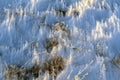 Tree branches frozen in the ice. Frozen tree branch in winter forest.Frozen waterfall; Snow, frost close up,  a snowflake in Royalty Free Stock Photo