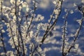 Tree branches frozen in the ice. Frozen tree branch in winter forest.Frozen waterfall; Snow, frost close up,  a snowflake in Royalty Free Stock Photo