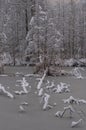 Tree branches frozen in ice and covered with fresh snow Royalty Free Stock Photo