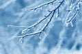 Tree branches frozen in the ice. Frozen tree branch in winter forest. Royalty Free Stock Photo