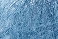 Tree branches frozen in the ice. Frozen tree branch in winter forest. Royalty Free Stock Photo
