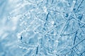 Tree branches frozen in the ice. Frozen tree branch in winter forest. Royalty Free Stock Photo