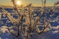 Tree branches frozen in the ice. Frozen tree branch in winter forest.Frozen waterfall; Snow, frost close up,  a snowflake in Royalty Free Stock Photo