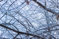 Tree branches frozen in the ice. Frozen tree branch in winter forest Royalty Free Stock Photo