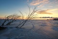 Tree branches on frozen lake at sunrise Royalty Free Stock Photo